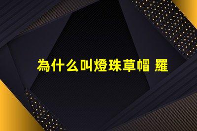 為什么叫燈珠草帽 羅為什么叫草帽當家